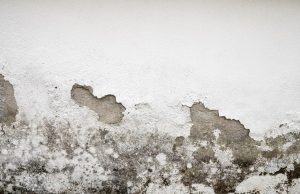 How to Get Rid of Mould and Mildew